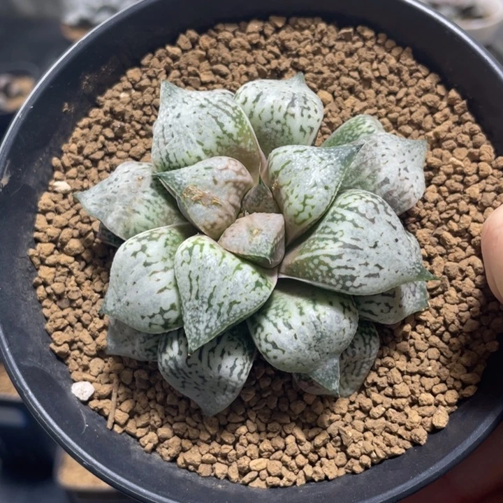 多肉植物  黄乳白银交配种