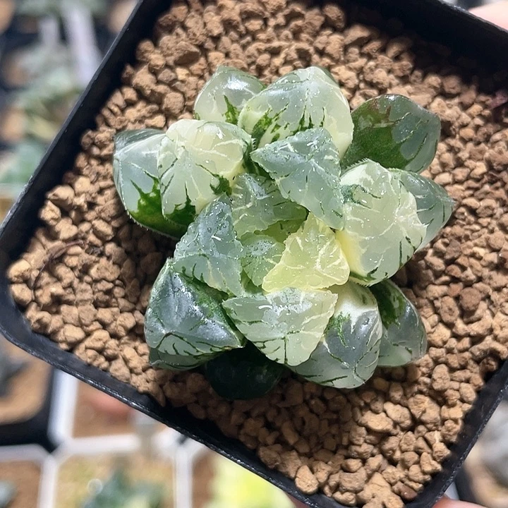 多肉植物  玉露锦 福利价