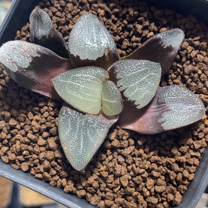 多肉植物 克里克特