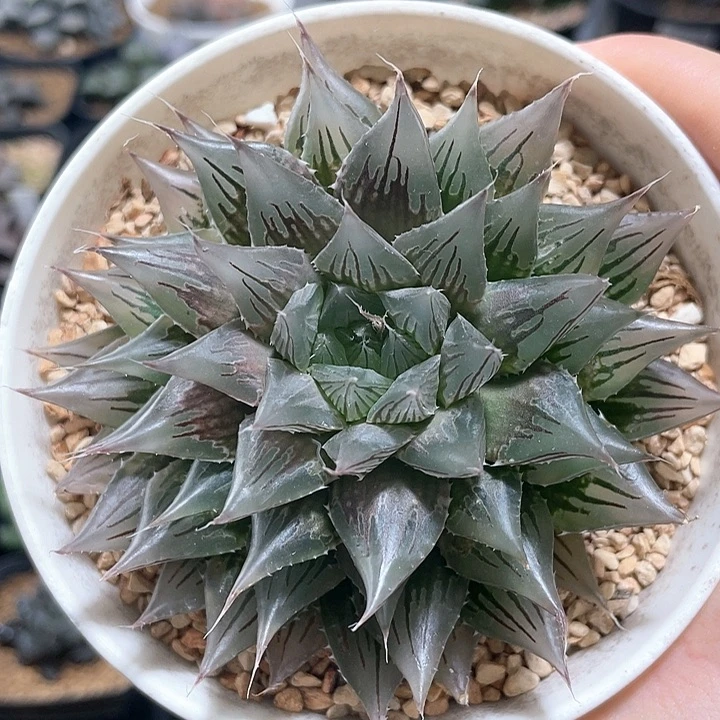 多肉植物 针管玉露 福利价