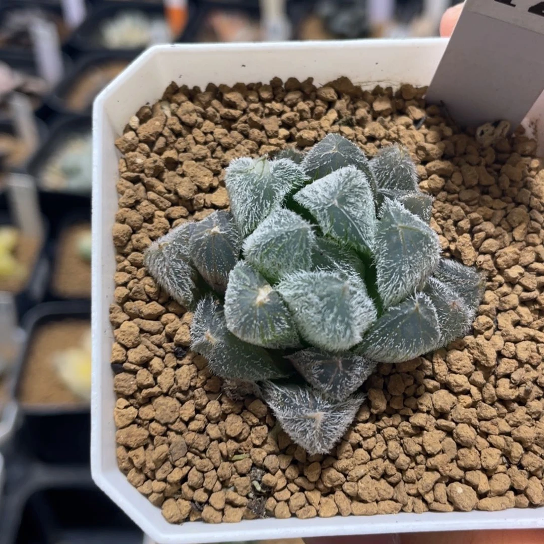 多肉植物 梦露