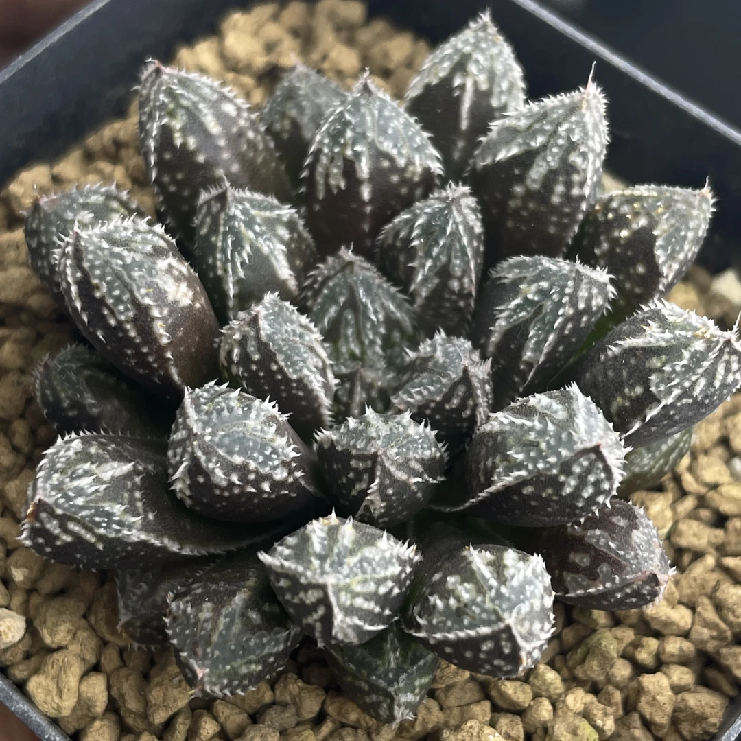 粉丝福利专拍链接【十二卷多肉植物】（慎拍）