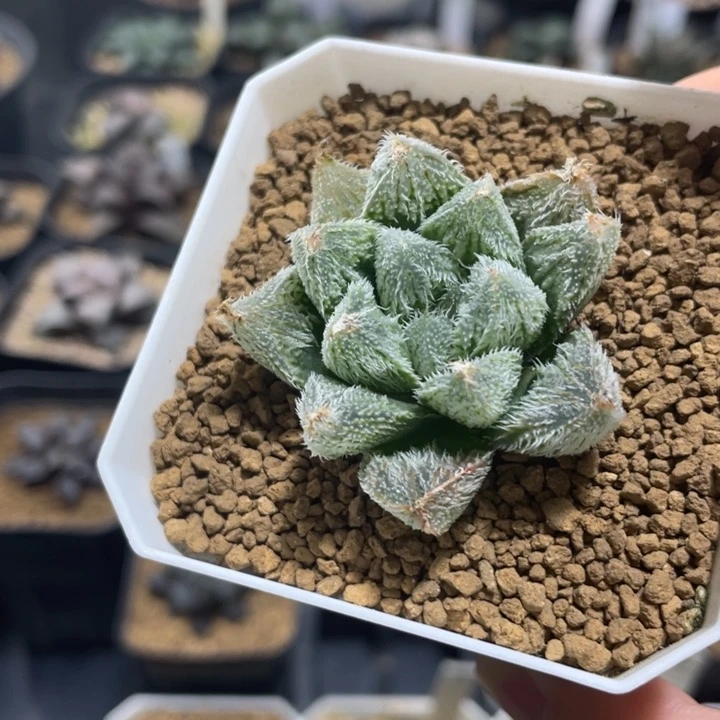 多肉植物 森之妖精