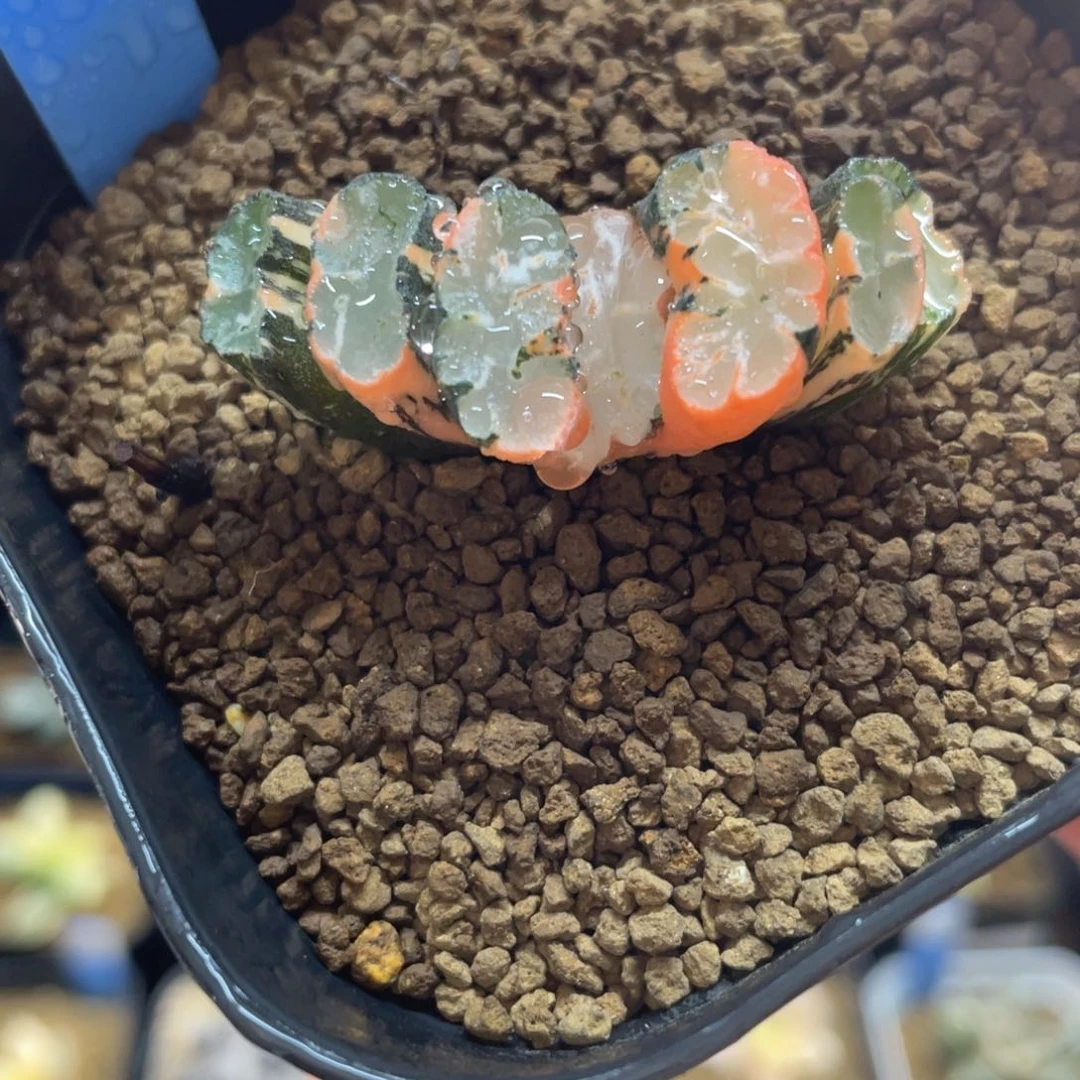 多肉植物 北斋玉扇锦