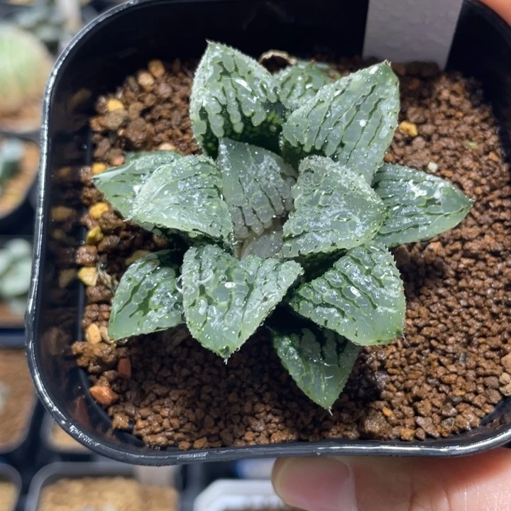 多肉植物 玛丽丽