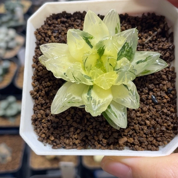 多肉植物 玉露锦