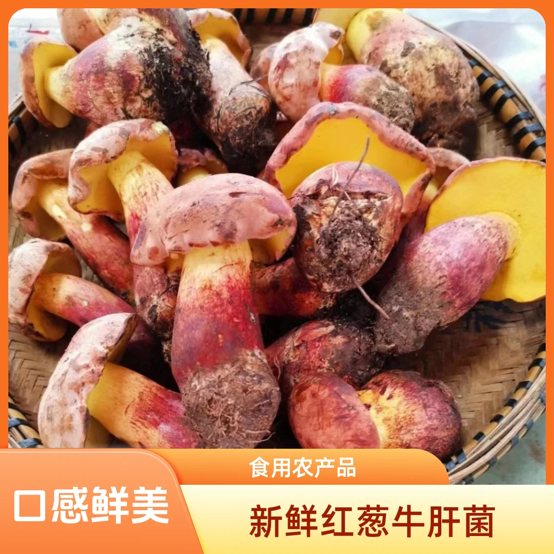 2024新鲜红葱牛肝菌