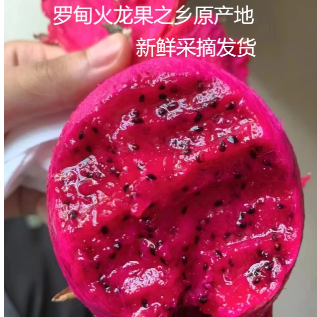 （大果包邮）贵州罗甸红心火龙果树上成熟坏果包赔新鲜采摘