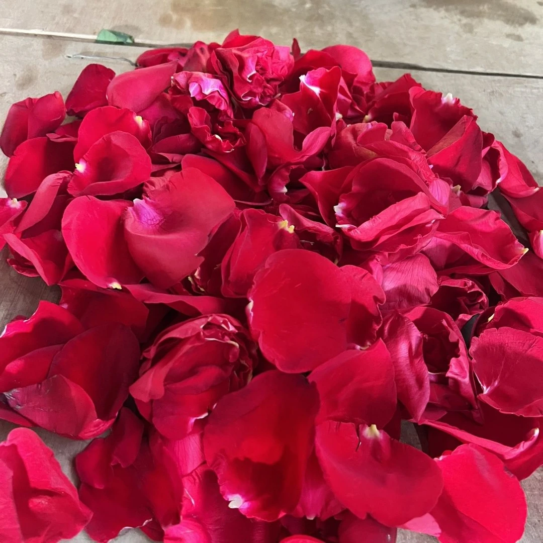 【不可食用】云南玫瑰新鲜花瓣婚庆婚礼花瓣泡脚足浴温泉牛奶浴