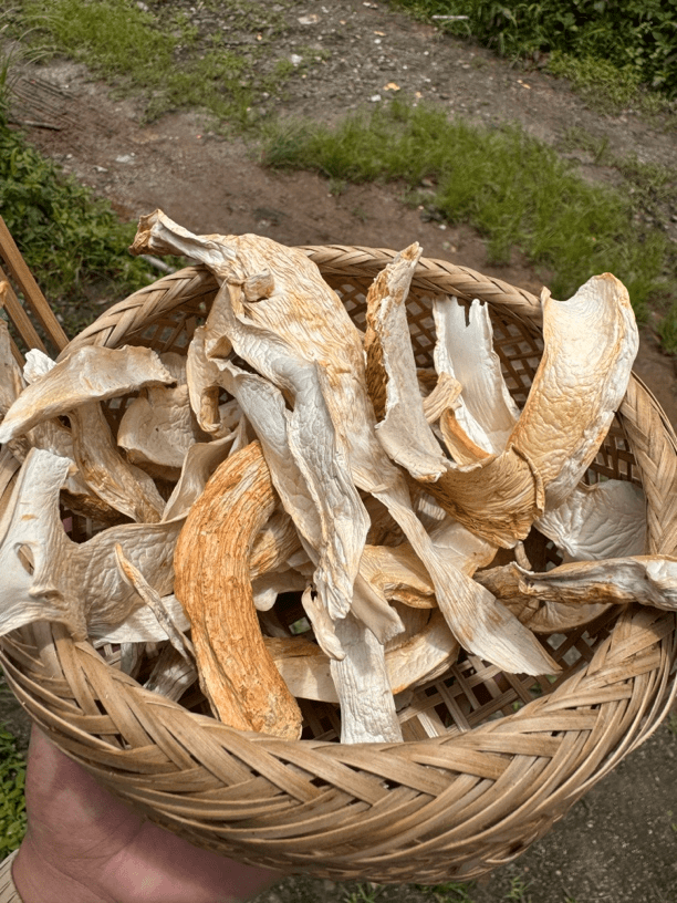 优乡土特产山货（松）茸