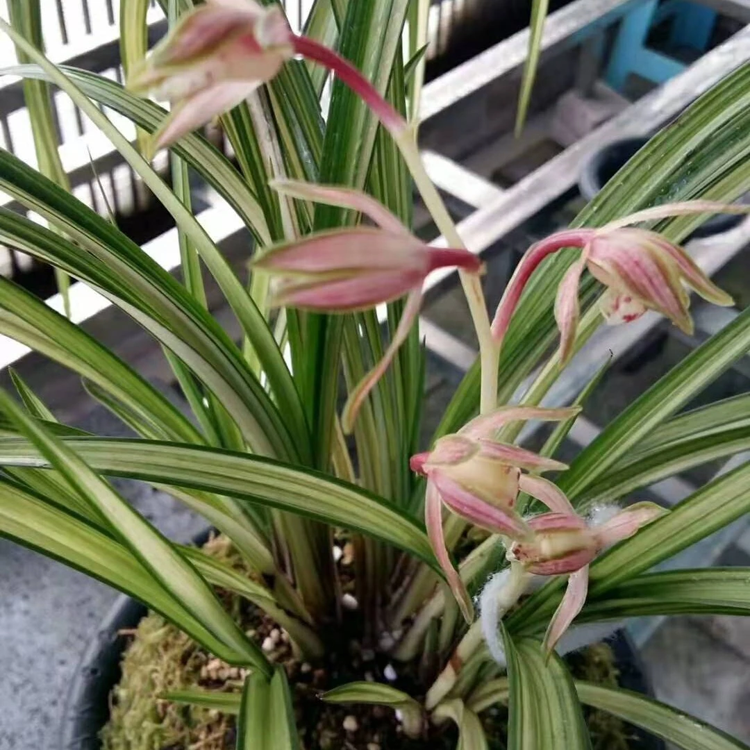 秋芝飘雪，一物一拍 付款专用
