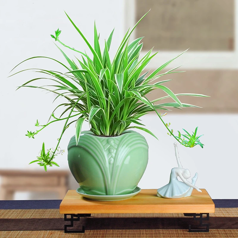金边吊兰绿植盆栽垂吊长藤植物可水培办公室内除甲醛净化空气绿植