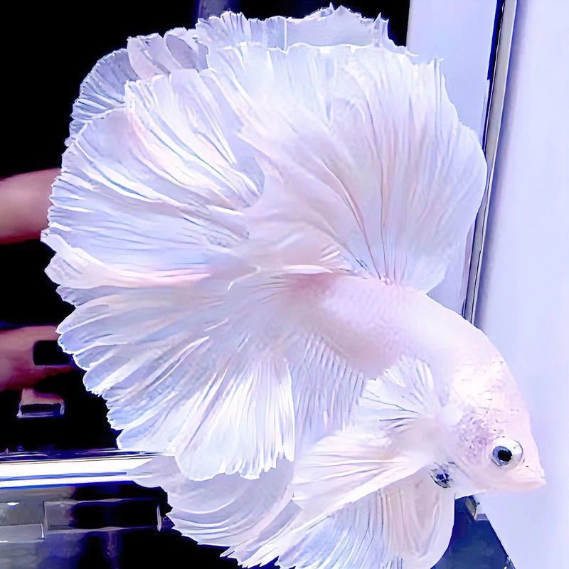 【325-352】号泰国斗鱼半月婚纱耐活宠物热带观赏鱼小型网红婚纱