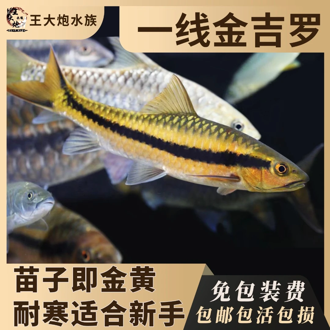 一线金吉罗软鳍新光唇国产金吉罗鱼活体原生冷水观赏鱼包邮包活