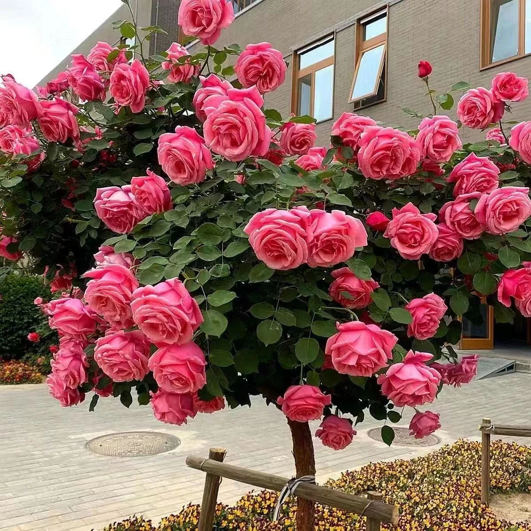 4公分左右树桩月季种植红粉双色 单色红粉夏季开花养护花型1棵