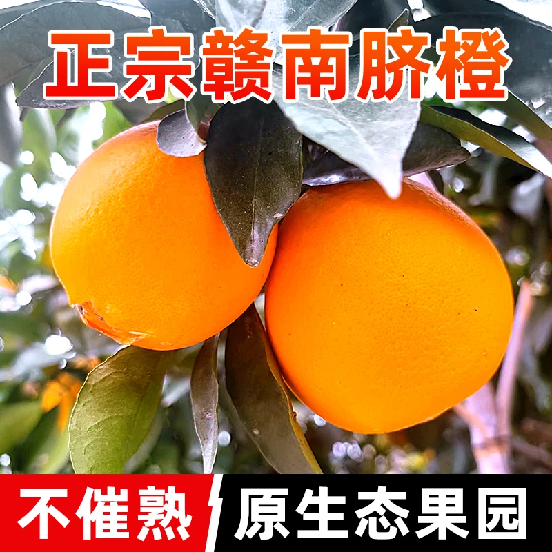仙橙园江西赣州正宗赣南脐橙 现摘先发当季新鲜橙子水果含箱