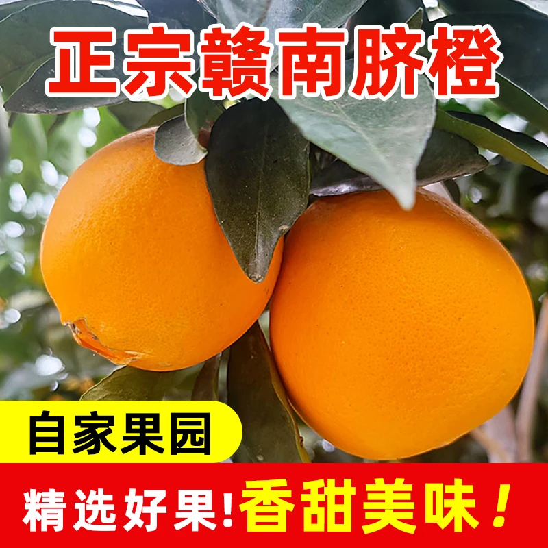 仙橙园赣南脐橙江西橙子 赣州脐橙当季水果甜橙带箱新鲜采摘香甜