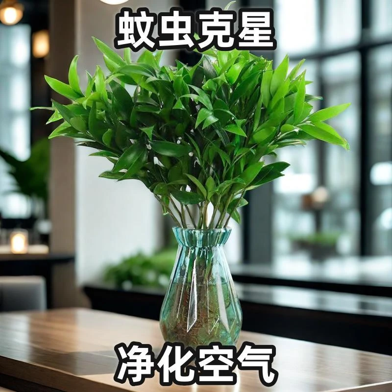 盆景植物水养四季好养水培夏日桌面室内盆栽驱蚊竹柏绿植花卉
