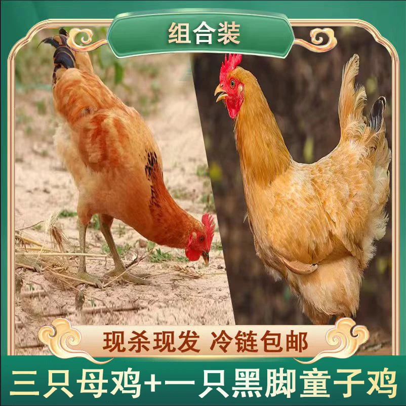 【姥姥家】山东500天老母鸡三只+一只黑脚童子鸡组合装4只净重6.5斤
