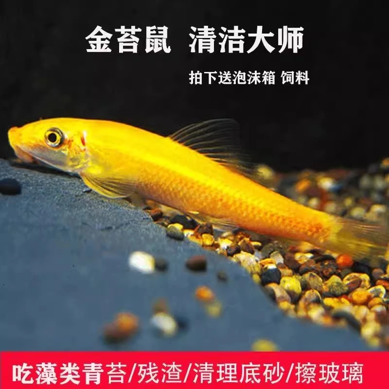 清道夫金苔鼠小鱼观赏鱼淡水热带鱼鼠鱼吃鱼粪青苔类垃圾清理绿藻