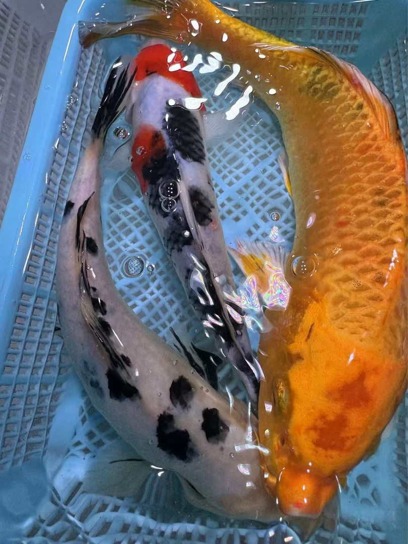 【三条装】15-20大正奶牛金镶墨冷水鱼观赏鱼精品锦鲤活体包邮