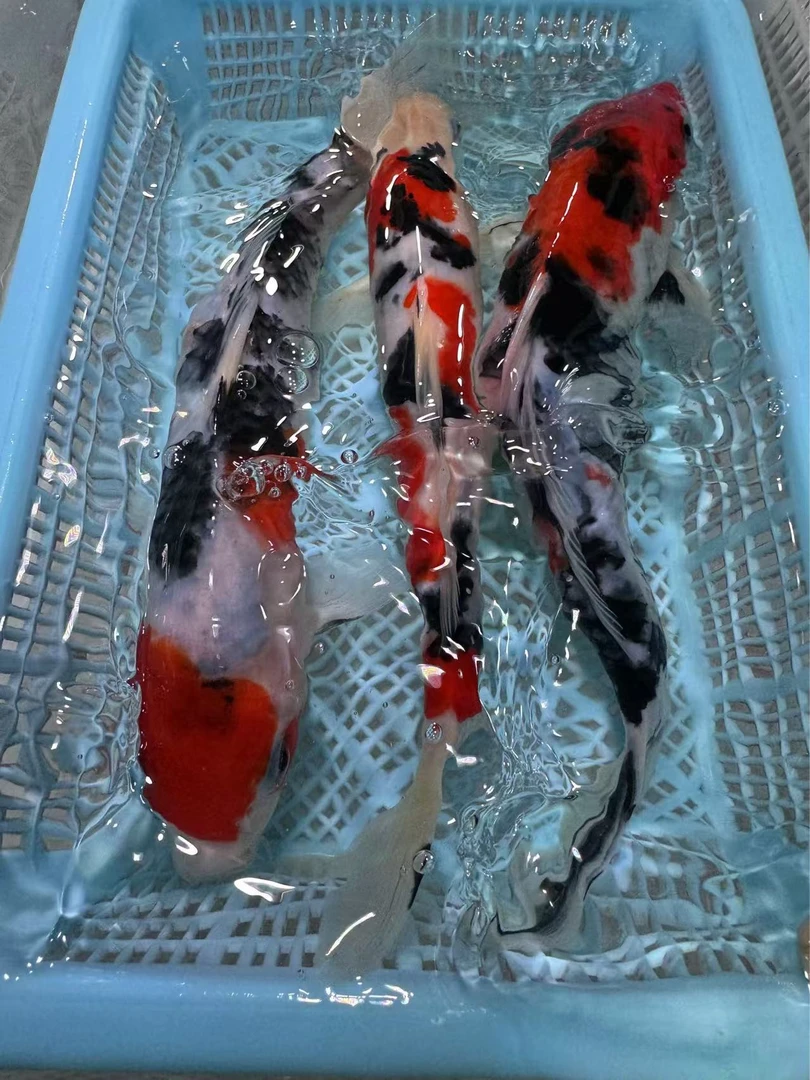 【三条装】15-20厘米大正三色锦鲤观赏鱼冷水鱼精品美观好养活包邮