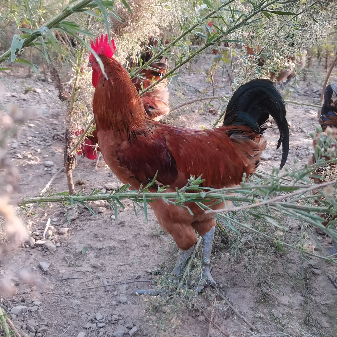 喂粮食散养一年以上生态公鸡肉质紧实跑山鸡鲜嫩美味