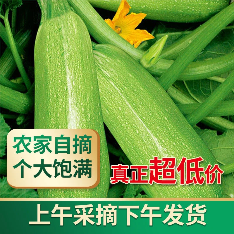【高山露天】云南特产西葫芦5斤新鲜现摘现发产地直发云南农家自种