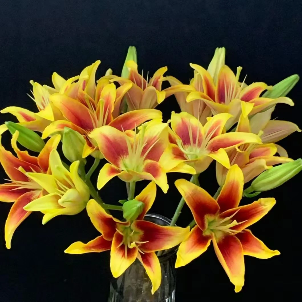 【香水百合貂蝉】香水百合养护简单家居办公室点缀家居插花鲜花包邮