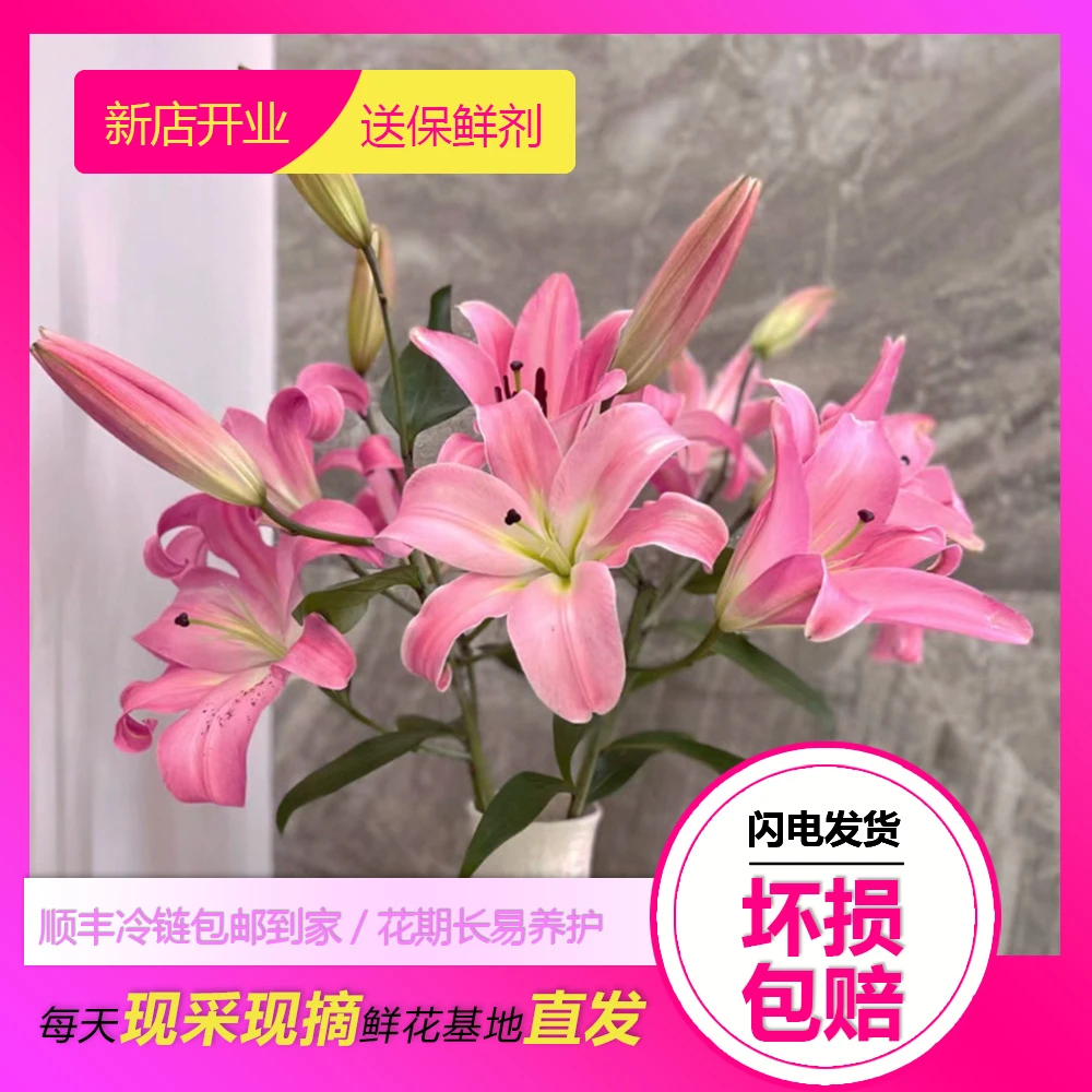 【香水百合红色A级】香水百合鲜花水养鲜切花办公室室内插花桌面装