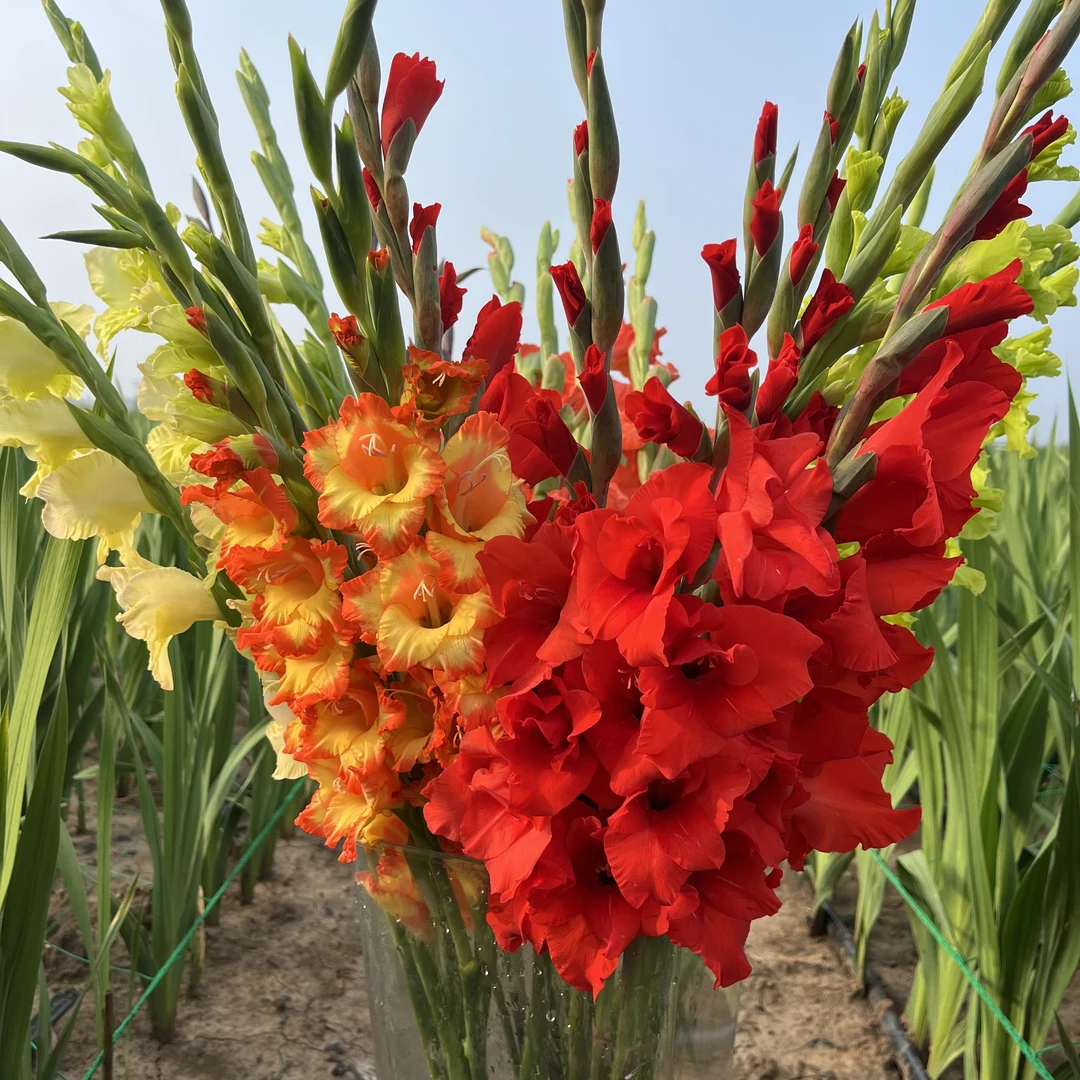 【剑兰鲜花混色】养护简单家居办公室优质家庭插花鲜花速递包邮