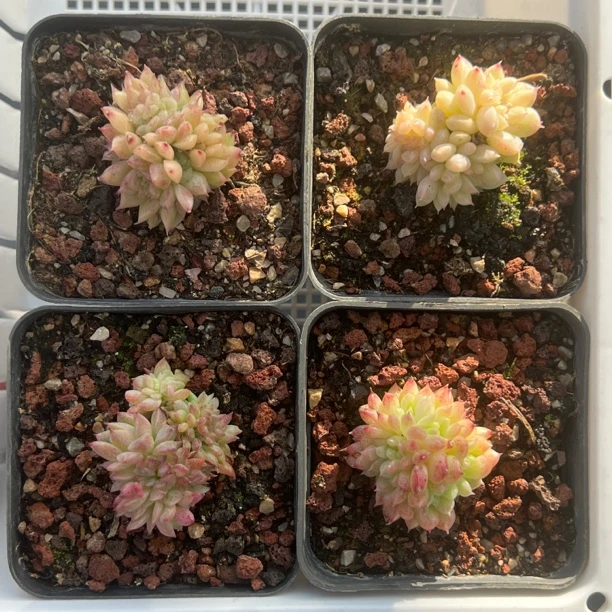 精选四颗麦秆缀化大棚直发随机发货不含盆
