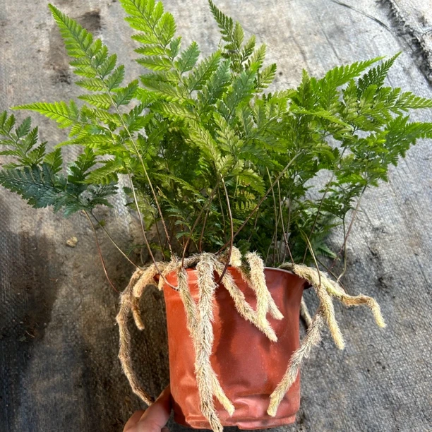 基地直发150口径大盆狼尾蕨，雨林喜湿耐阴室内绿植花卉盆栽