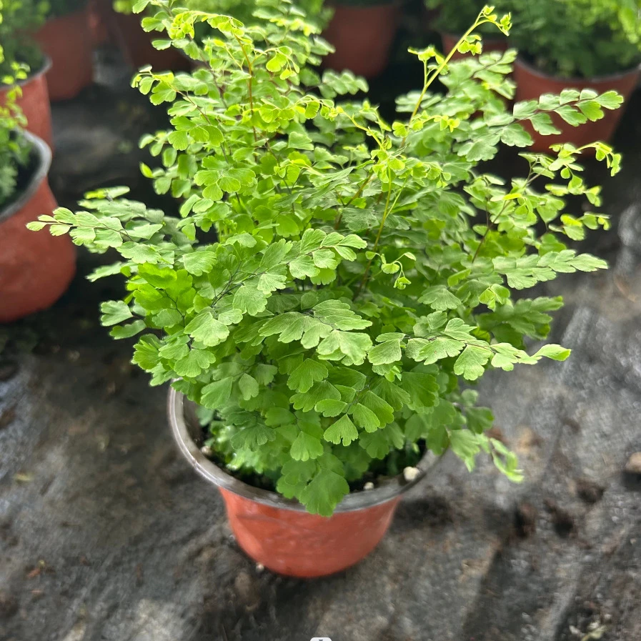 铁线蕨盆栽雨林景观喜湿喜阴喜水绿植花卉净化空气防辐射绿植