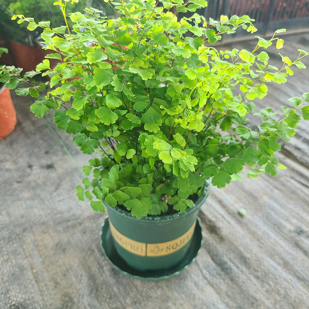 铁线蕨盆栽蕨类植物网红观叶绿植耐阴四季常青室内好养的植物