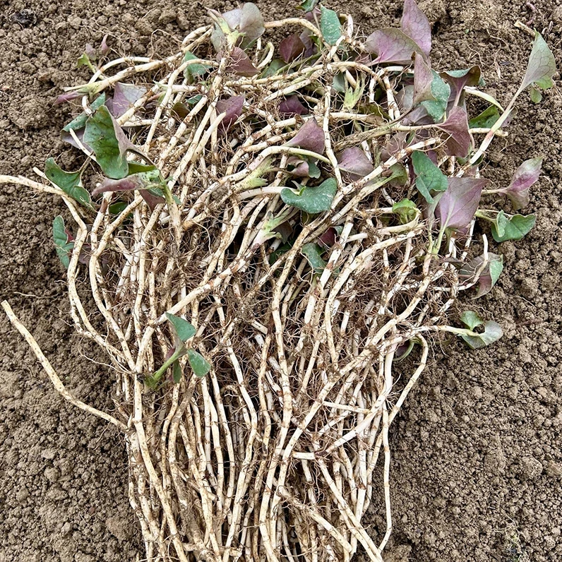 鱼腥草新鲜折耳根贵州特产凉拌食用煲汤泡水鲜嫩发货原产地热卖