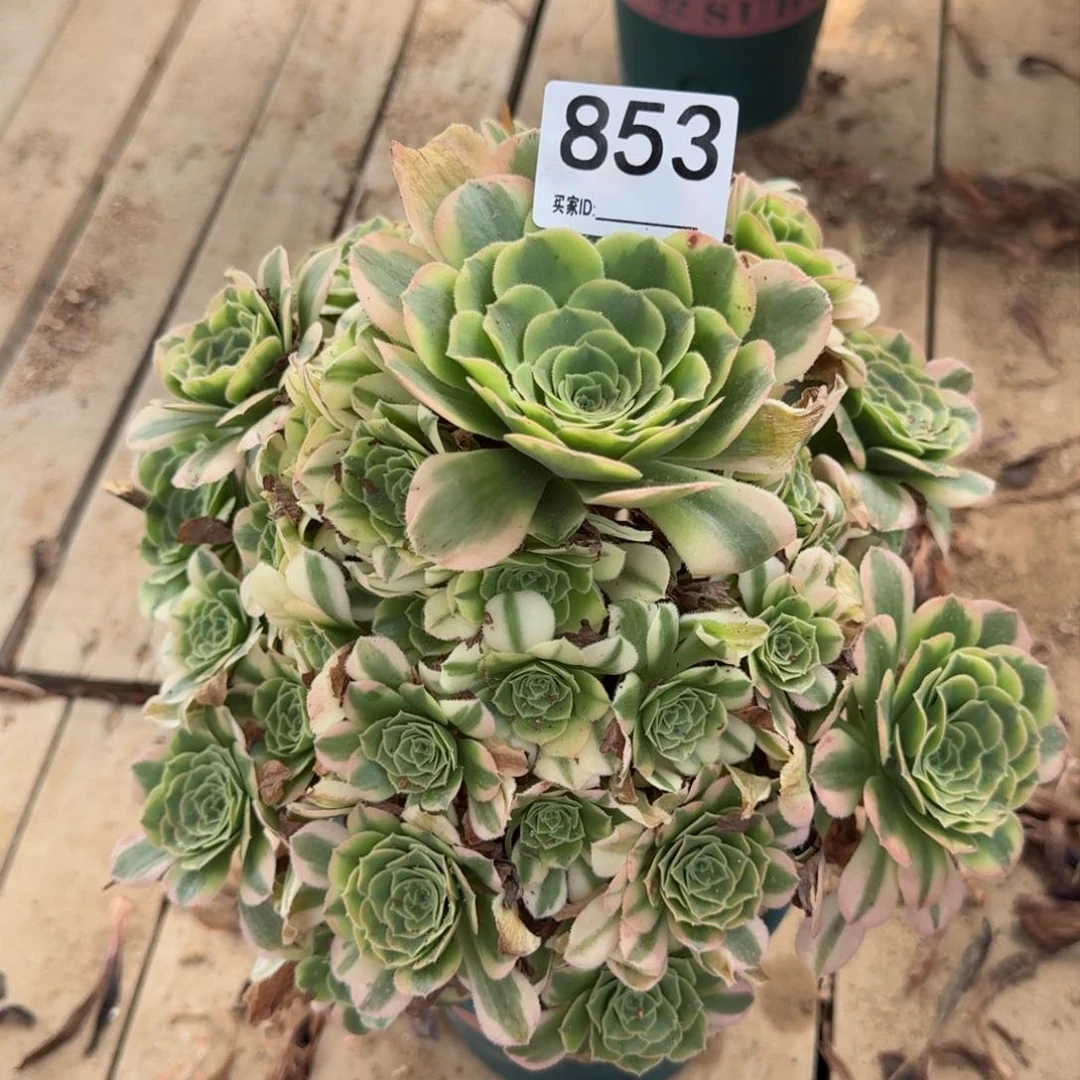 【闪购商品】853多肉