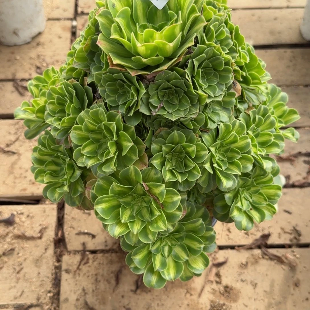 【闪购商品】367多肉