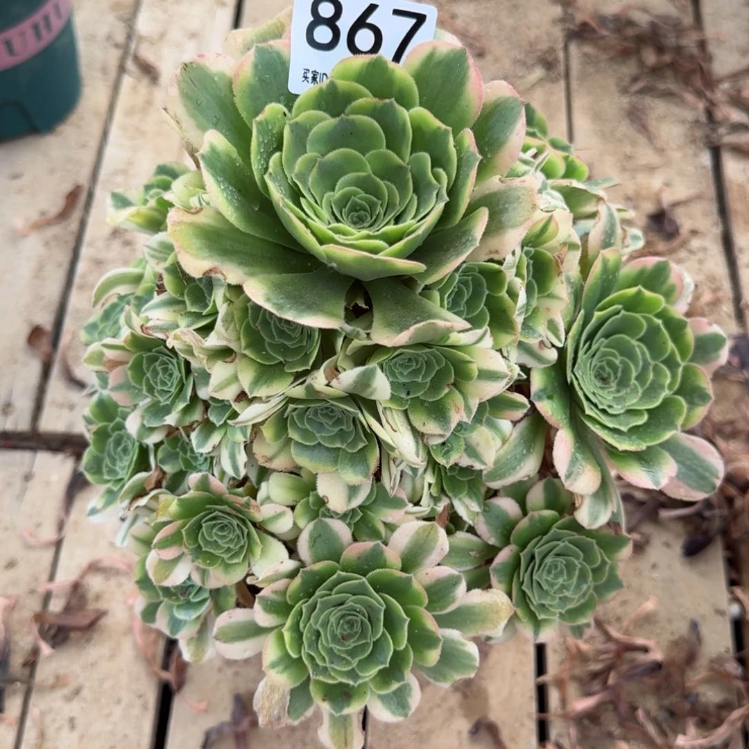 【闪购商品】867多肉