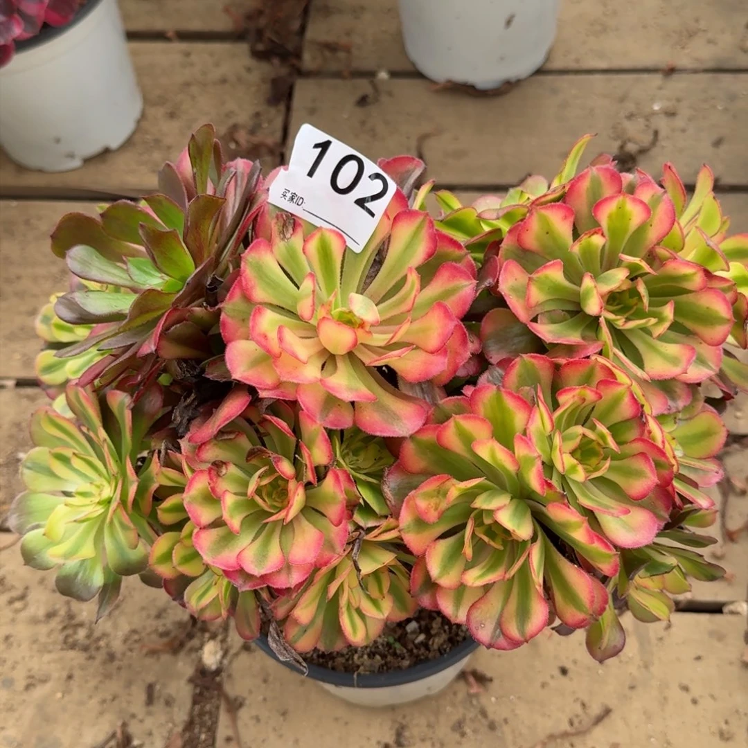 【闪购商品】102多肉