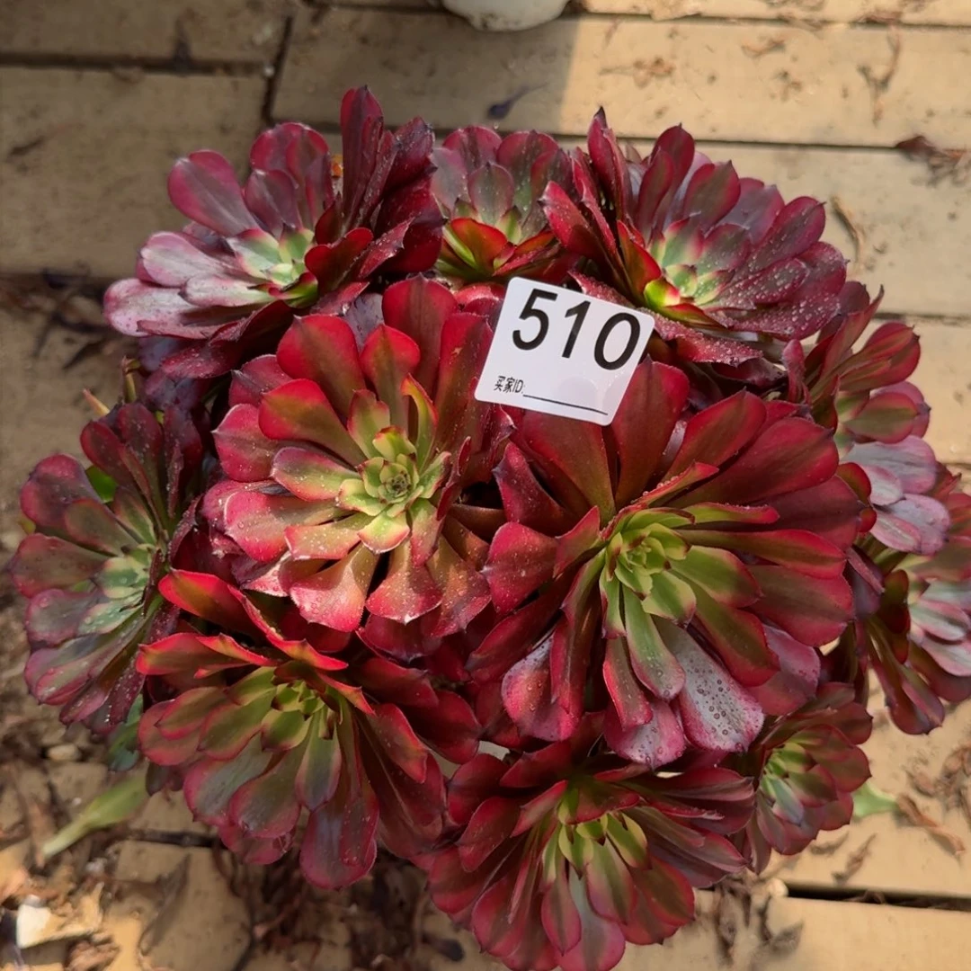 【闪购商品】510多肉