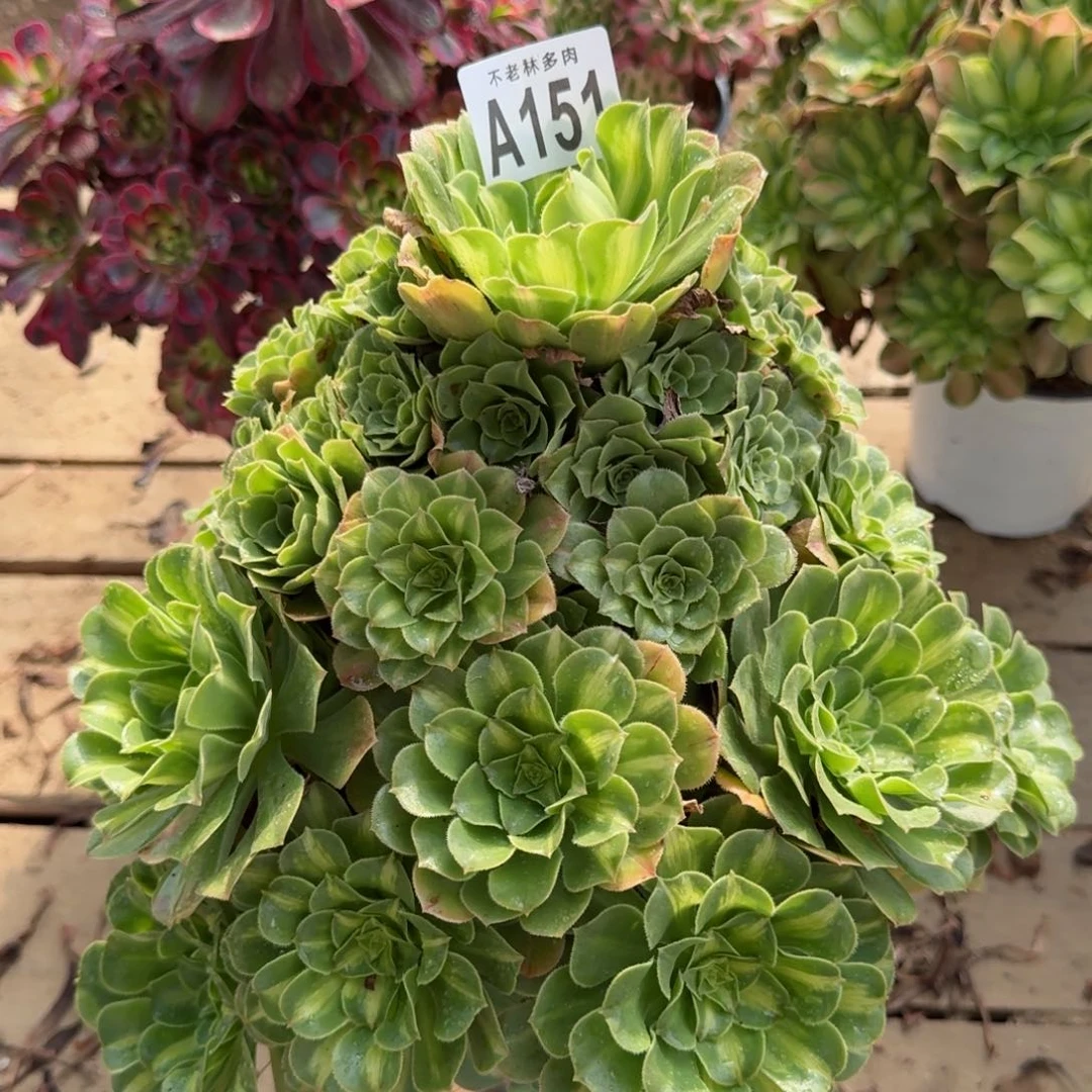 【闪购商品】151多肉