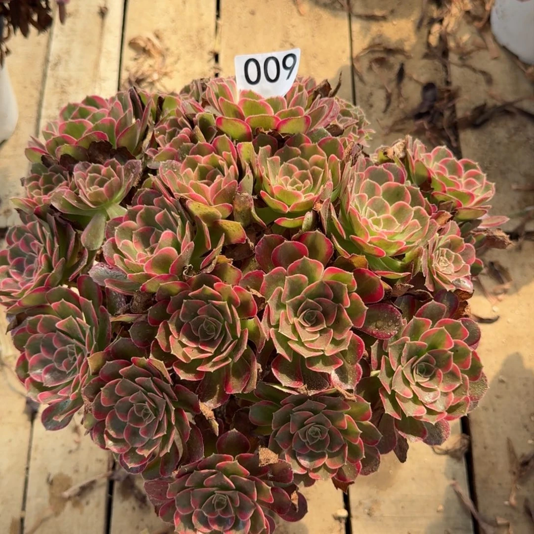 【闪购商品】009多肉