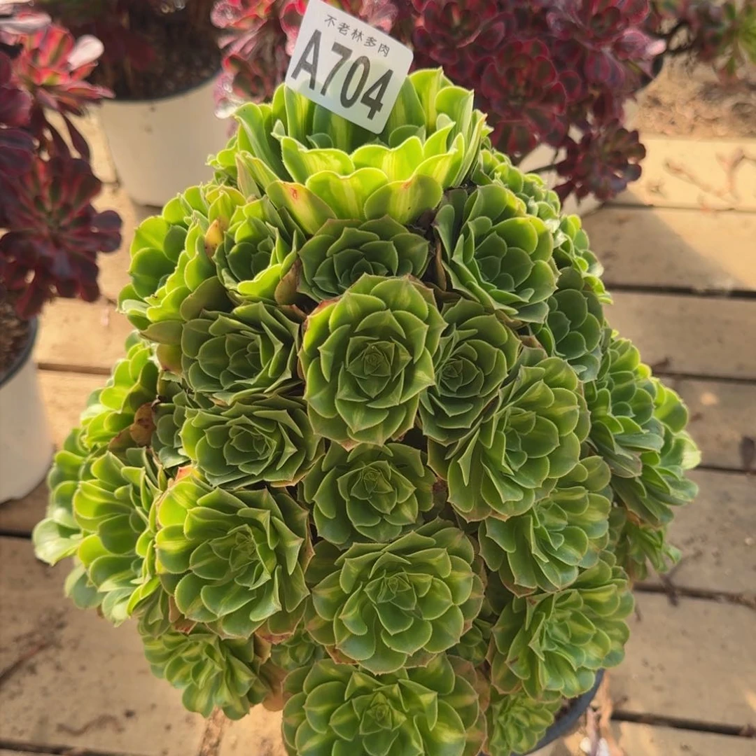 【闪购商品】704多肉