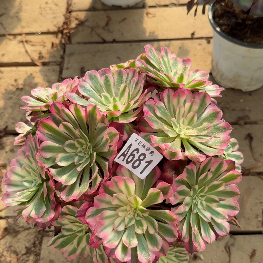 【闪购商品】681多肉