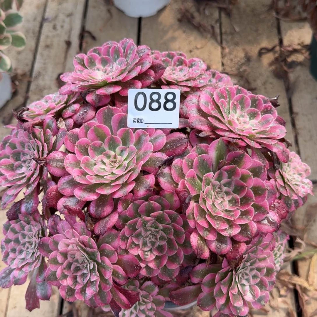【闪购商品】088多肉