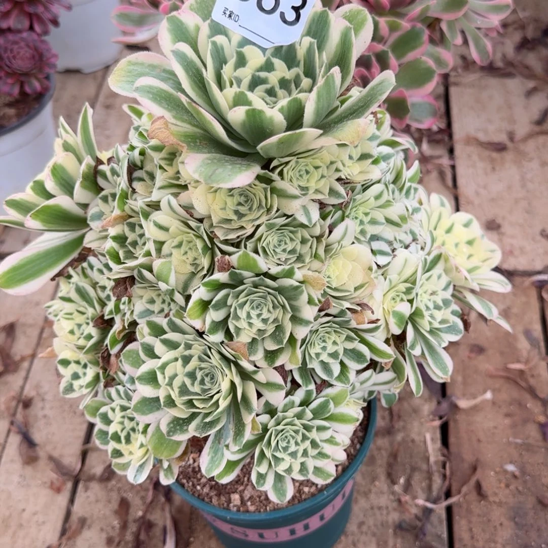 【闪购商品】563多肉