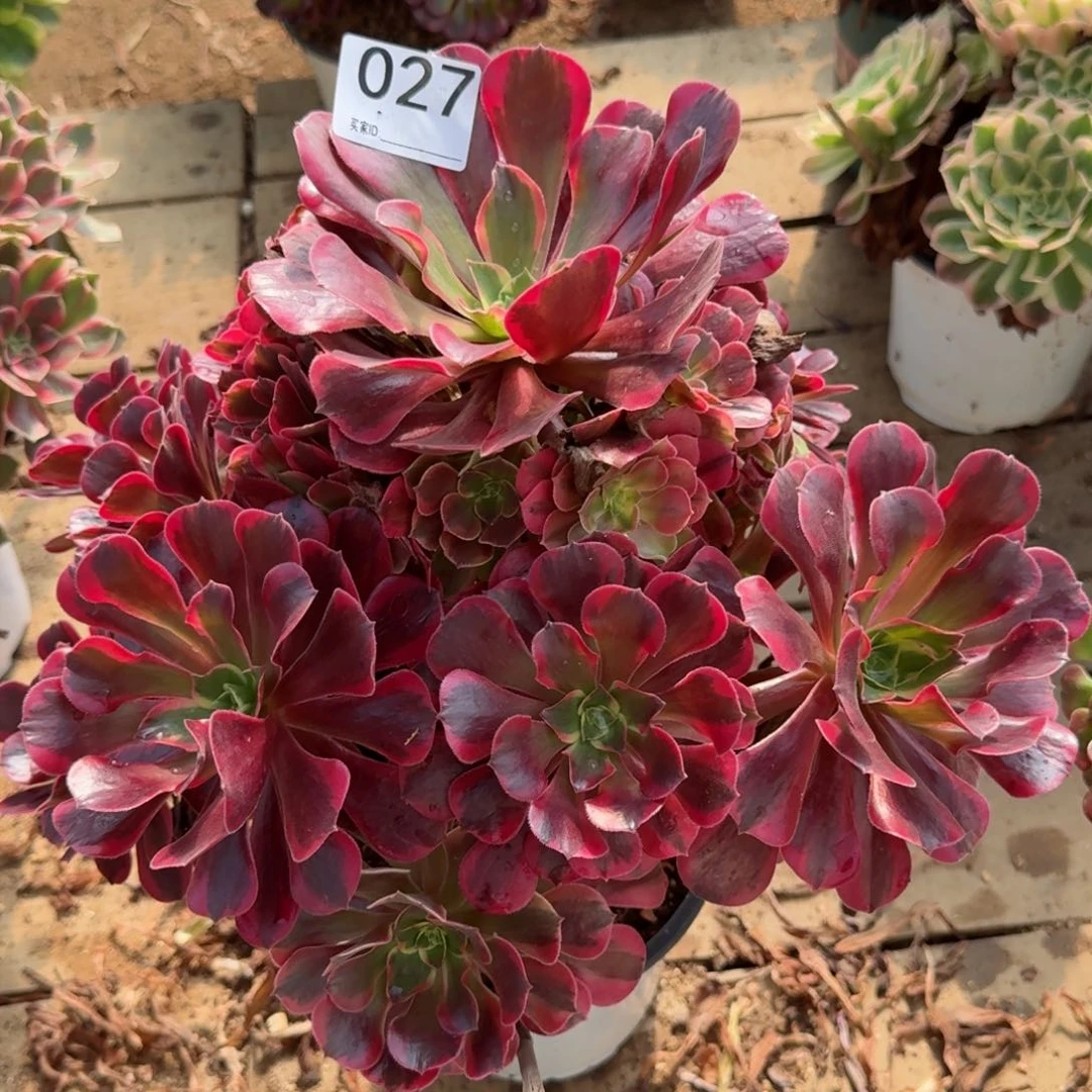 【闪购商品】027多肉