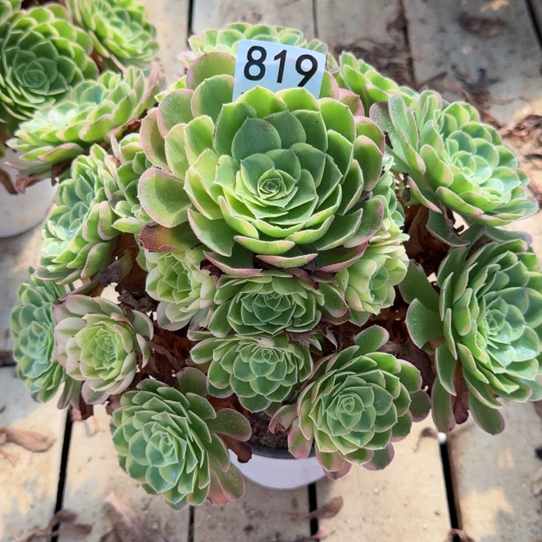 【闪购商品】819多肉