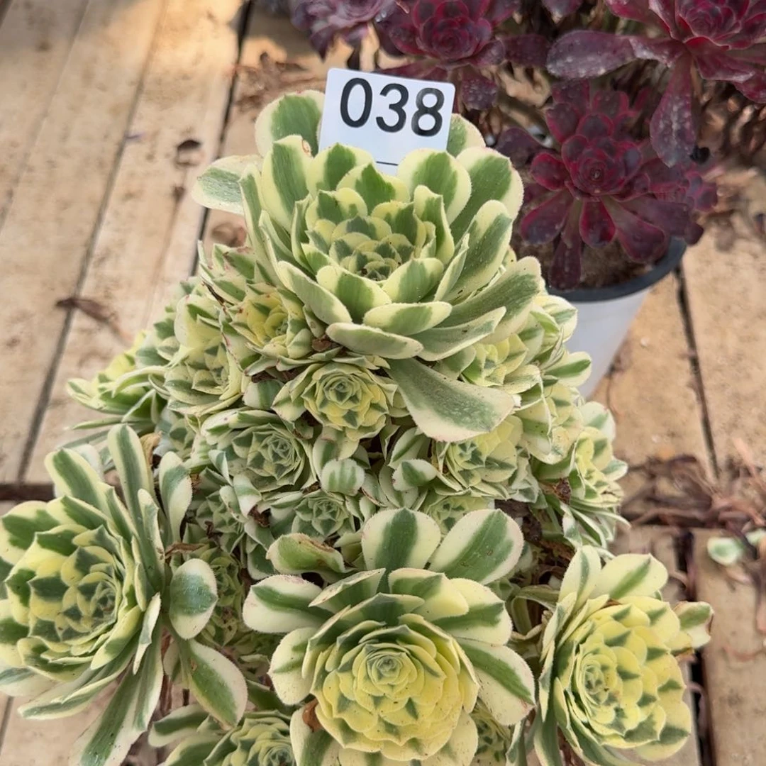 【闪购商品】038多肉